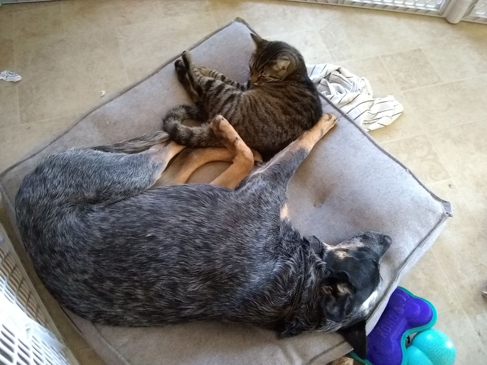 Blue and Babu